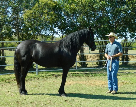 Horse+Belly+Ride Belly Riding Horses http://footprintworld.com/wp-content/horse-hay ...